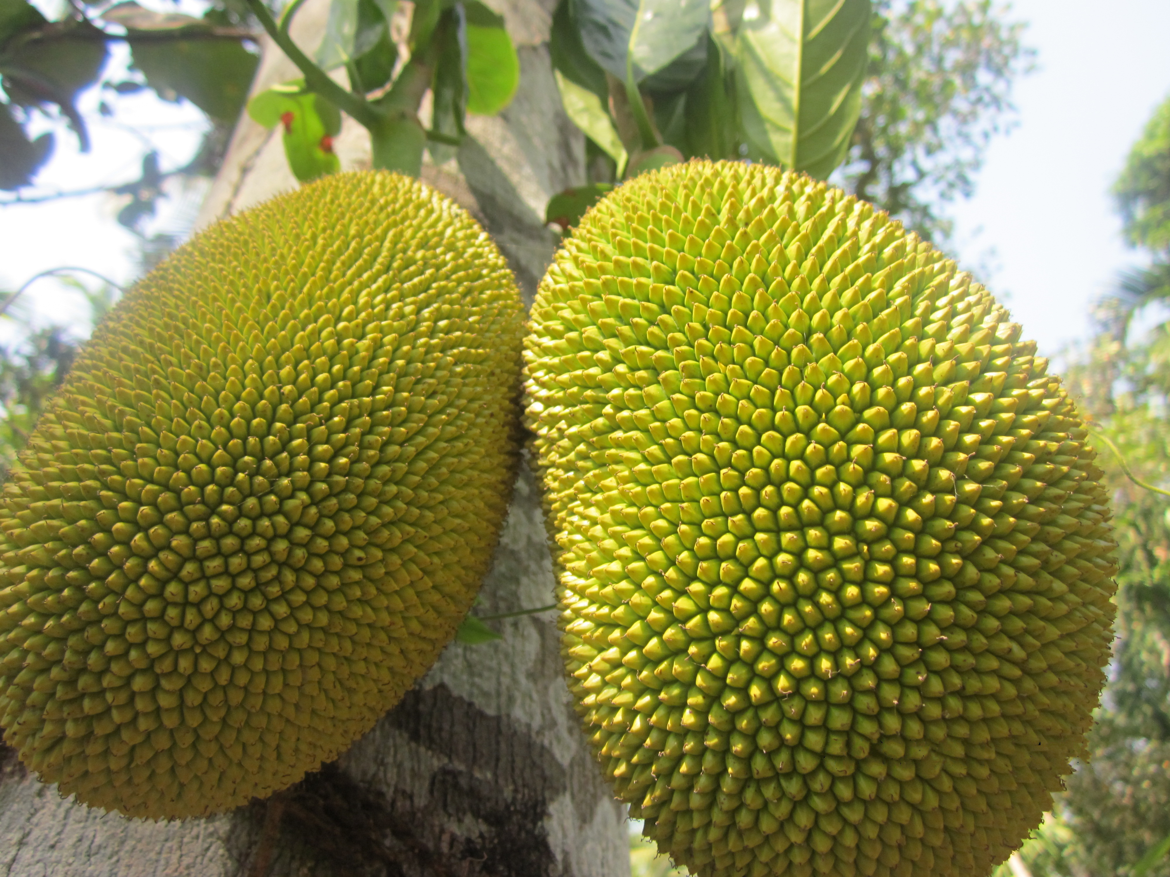 Jackfruit comes in tins in most supermarkets